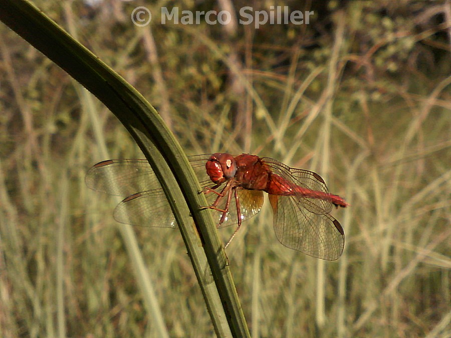 Crocothemis erythraea ?